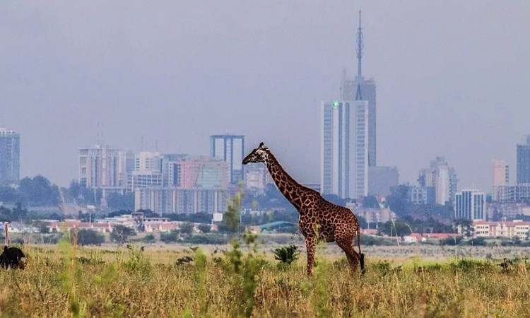 Kiadó iroda Kilimani